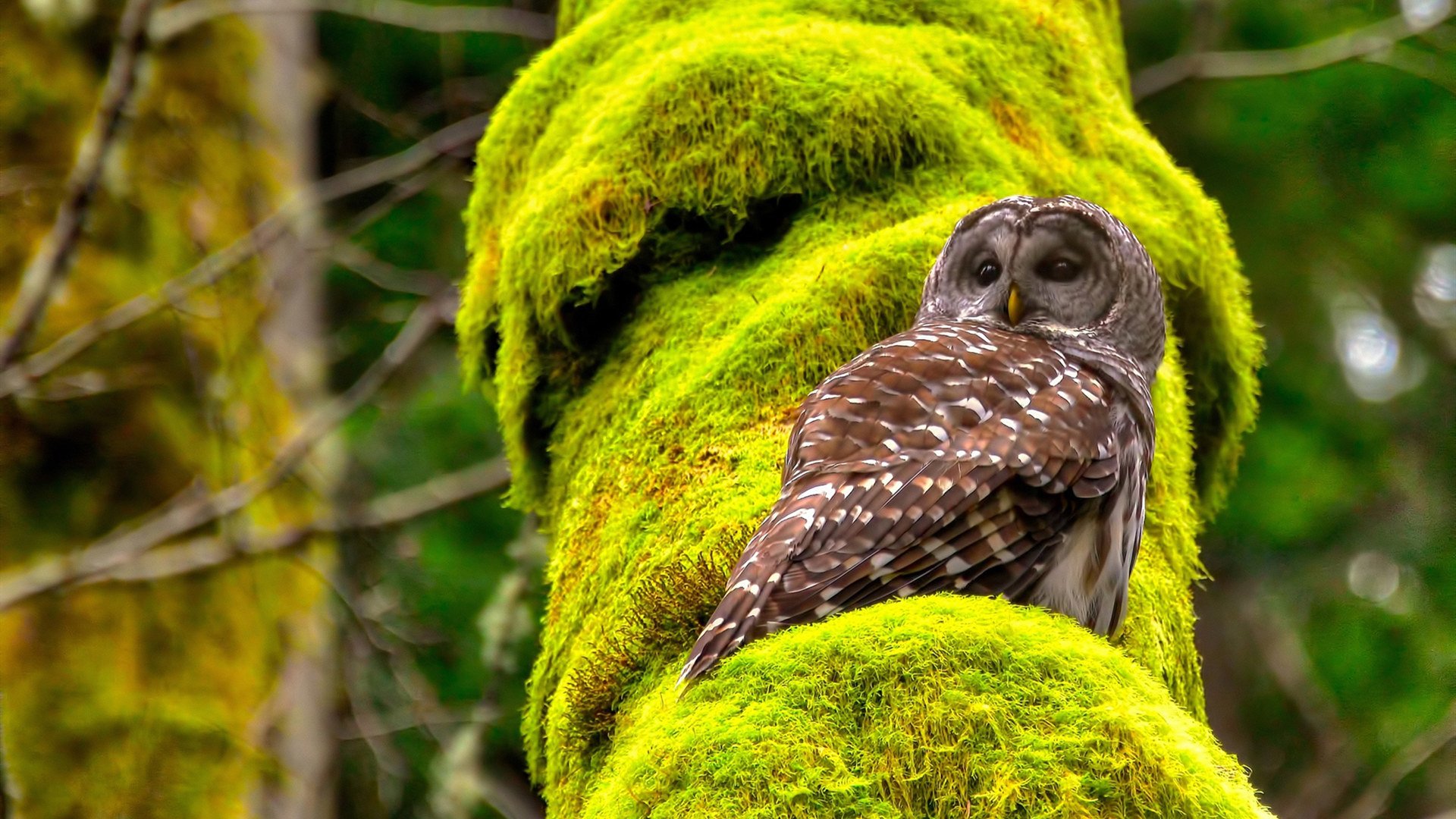 东决关键战焦点战，牙买加绝杀澳大利亚，篮球世界的多元交响